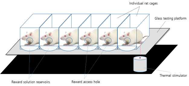 Hargreave’s 모델 및 섭식 보상 시스템 적용 모식도. 적외선장치에서 온도 자극이 쥐의 뒷 발바닥에 전해짐. 온도 자극으로 인한 척수반사 행동이 나타나기까지의 시간을 통증의 척도로 측정함. 케이지 앞에 섭식 보상이 가능한 접시 모양의 용기를 설치하여 섭식 보상 및 통증 측정을 동시에 가능하도록 하였음