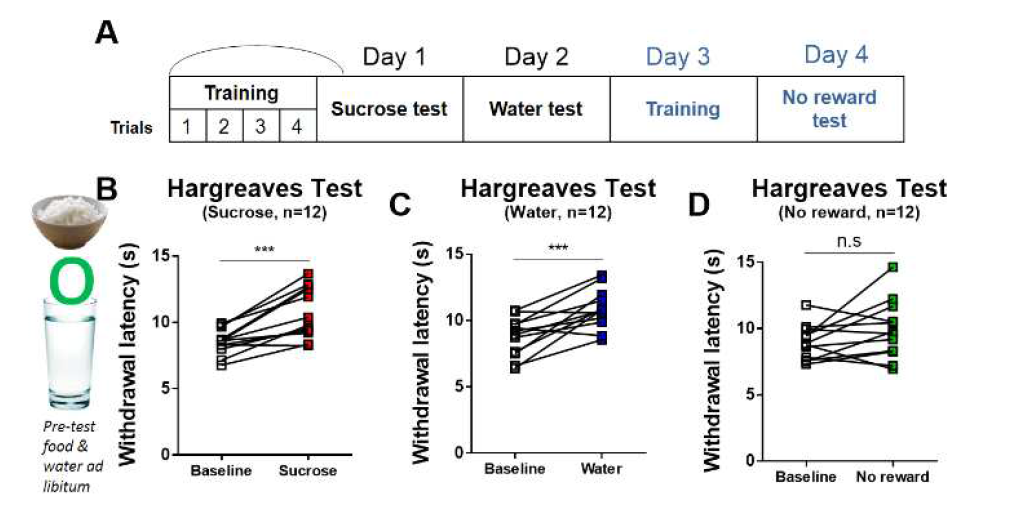 설탕물 훈련 후 섭식 보상 종류에 따른 진통 효과 확인. A) 설탕물 훈련 및 실험 일정. 섭식 보상으로서 B)10% 설탕물, C)물을 주었을 때 B), C) 모두 유의미한 진통 작용을 보임. D)섭식 보상이 주어지지 않은 경우 진통작용은 보이지 않았음.(보상에 의한 기대효과로는 진통작용을 보이지 않음.)