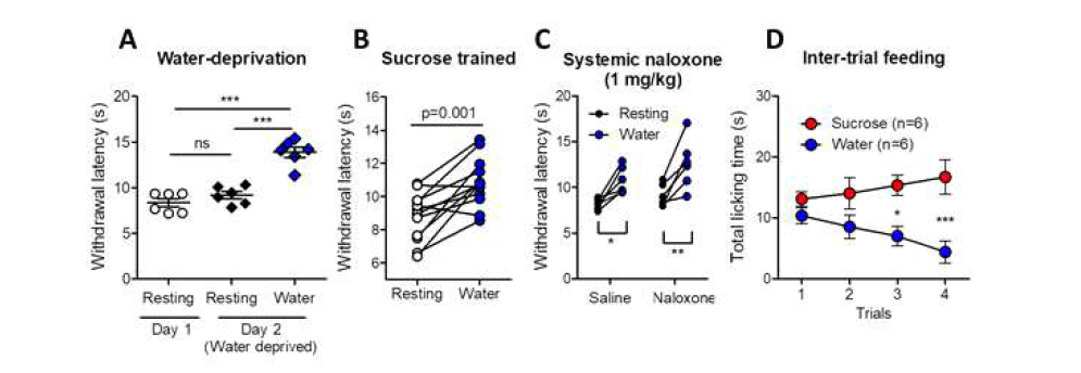 단수 후 보상으로써 물을 주었을 때 진통 효과를 확인함 (A), 단수 없이 설탕물 보상 훈련 후 물을 보상으로 주었을 때 또한 진통 효과를 확인하였음 (B), 이러한 진통 반응이 오피오이드 길항제에 의해 감소하지 않았음 (C). 물을 보상으로 주었을 시 섭식 시간은 시도에 따라 감소함 (D)