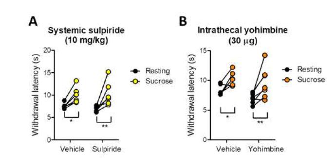 도파민 길항제인 sulpiride를 복강내 주사시 보상에 의한 진통효과가 감소하지 않음 (A). 노르아드레날린 길항제인 yohimbine을 척수강내 주사시 보상에 의한 진통효과가 감소하지않음 (B)