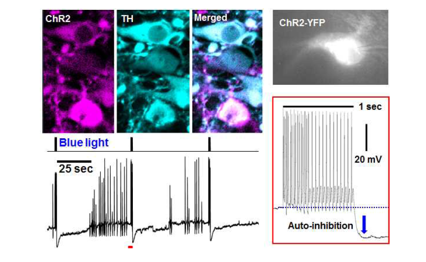 ChR2가 발현되어 있는 LC 뉴런에 푸른 빛을 비춰주어 LC 뉴런을 활성화 시켰을 때 LC 뉴런에서 폭발성 활동전위 및 그로 인해 발생하는 자가억제기전을 확인 할 수 있음