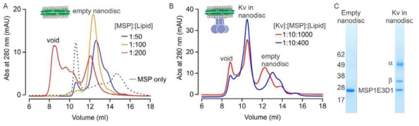 MSP를 이용한 나노디스크 내로의 Kv 이온채널의 재구성. (A) MSP1E3D1 단백질을 이용한 빈나노디스크(empty nanodisc: Kv 이온채널 없이 형성된 나노디스크)의 형성. 1:100 비율의 조건에서 최적의 수율이 얻어지는 것을 확인할 수 있음. (B) 나노디스크 내로의 Kv 이온채널의 재구성. 1:10:400 비율의 조건에서 높은 수율이 얻어짐을 확인함. (C) SDS-PAGE를 이용한 빈 나노디스크와 Kv 이온채널의 재구성된 나노디스크의 순도 확인