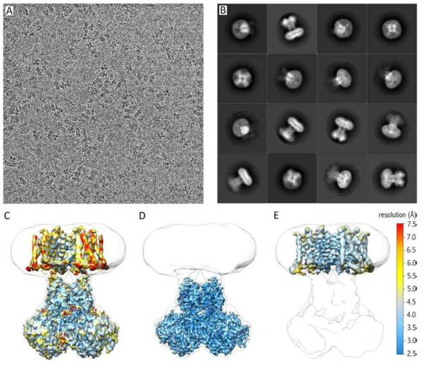 cryo-EM을 이용한 Kv 이온채널의 3차 구조 규명. (A) Gold grid를 이용해 얻어진 초저온 전자현미경 사진. (B) 현미경 사진을 이용해 재구성된 2D class averages. (C) 3.3 Å 해상도에서 얻어진 전자현미경 지도. (D) Focused refinement를 통해 3.0 Å 해상도에서 얻어진 세포내 부분 (cytosolic domain)의 전자현미경 지도. (E) Focused refinement를 통해 4.0 Å에서 얻어진 세포막 (transmembrane) 부분의 전자현미경 지도