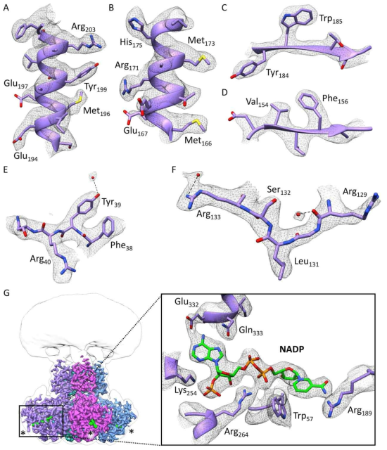 세포내 부분(cytosolic domain)의 세부정보. (A-G) 대부분의 지역에서 side-chain에 해당하는 전자현미경 지도가 관찰될 만큼 높은 해상도를 보이는 것을 확인할 수 있음