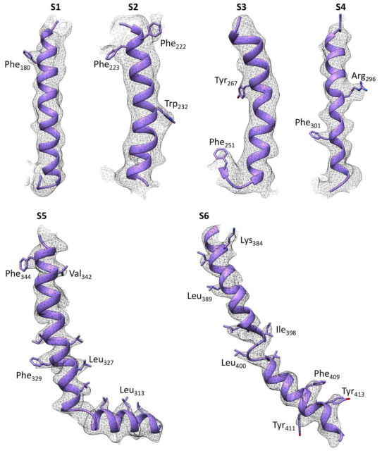 세포막(transmembrane) 부분에 대한 전자현미경 지도. 세포내 부분(cytosolic domain)에 비해서는 낮은 해상도를 나타내지만, alpha helix에 해당하는 전자현미경 지도는 관찰됨을 확인 됨. 특히 크기가 큰 side-chain은 그 전자현미경 지도가 관찰됨