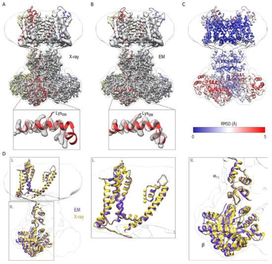 Detergent에서 밝혀진 X선 결정구조와 생체막 환경에서 밝혀진 cryo-EM 구조의 비교. (A and B) 전자현미경 지도와 함께 나타낸 X선 결정구조(A)와 cryo-EM 구조(B). K288가 포함된 지역은 X선 결정구조에서는 전자지도에 제대로 맞지 않는 것을 확인할 수 있음.(C and D) X선 결정구조와 cryo-EM 구조의 비교. 구조변화를 강조하기위해 X선 결정구조와 cryo-EM 구조사이의 backbone RMSD 값을 계산하여 단백질 구조에 표시함 (C). 세포내 부분에 해당하는 지역이 구조적 차이를 보이는 것이 관찰됨