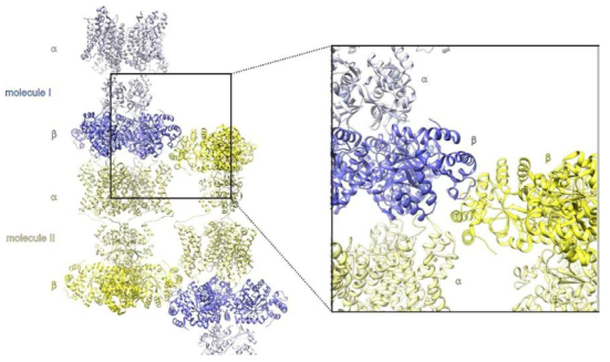 X선 결정구조에서 관찰되는 crystal contact. 구조변화를 보이는 beta subunit이 crystal contact에 관여되어 있는 것이 확인됨