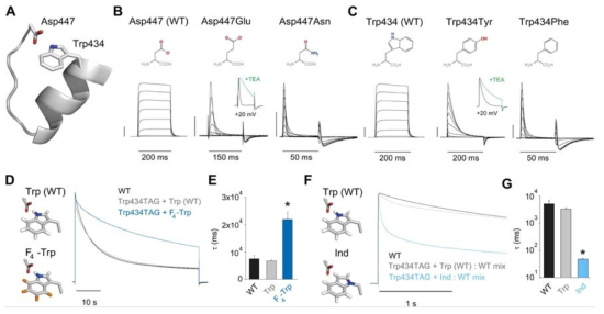 C-type inactivation에 결정적 영향을 미치는 Asp-Trp 사이의 H-bond. (Pless, S. A., et al. (2013). 