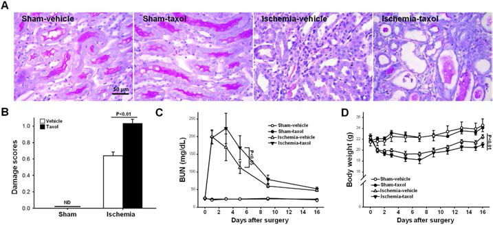 허혈/재관류 후 회복과정에서 taxol 처리에 따른 신장 의 기능적, 구조적 변화. 30분의 허혈/재관류 후 1일 째부터 Taxol(300 μg/kg BW)을 매일 투여함. (A) 수술 후 16일 째 신장의 조직학적 손상 정도를 periodic acid-Schiff(PAS) 염색을 통해 확인함. (B) 신장의 손상 정도를 수치화 함. (C) 혈액 요소질소와 (D) 체중변화를 각 표시된 시간에 측정함. Results are expressed as mean ± SEM (n = 5)