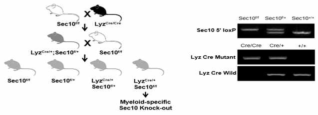 골수유래 세포 특이적 Sec10 KO 생쥐의 생산 전략. Sec10f/f 생쥐와 LyzCre 생쥐를 교배하여 LyzCre;Sec10f/f 생쥐를 얻음. 왼쪽은 번식 전략이며 오른쪽은 LyzCre;Sec10f/f의 genotyping 결과임