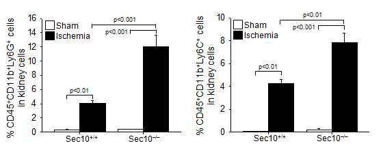 허혈/재관류 손상 후 골수유래세포 특이적 Sec10 knock-out 생쥐에서 단핵구 및 호중구 세포군의 변화. Wild type과 Lyzcre-Sec10f/f 생쥐에 양측 신장에 25분의 허혈 후 재관류(I/R) 및 개복수술(Sham)을 실시하였음. 수술 24시간 후 신장 조직을 이용하여 FACS analysis를 수행하여 유세포 분석을 실시함. 각각 CD45, CD11b, Ly6G와 CD45, CD11b, Ly6C 항체를 이용한 FACS 대표 결과