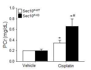 세뇨관 특이적 Sec10KO 생쥐에서 급성신손상에 따른 신장의 기능적, 구조적 변화. Sec10KO 생쥐에 시스플라틴을 투여하여 급성신손상을 유발함. 투여 후 3일 째 혈중 크레아티닌 농도를 측정함. *, p<0.05 vs. respective sham; #, p<0.05 vs. Sec10WT cisplatin