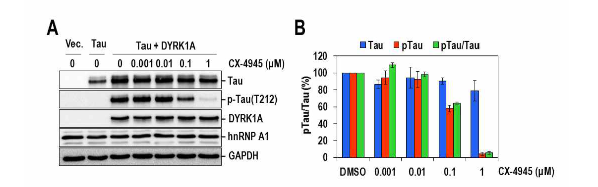세포수준에서 CX-4945의 DYRK1A 억제효과. CX-4945의 농도에 따라 p-Tau(T212)의 인산화 감소를 확인함. (A) CX-4945처리시 p-Tau(T212) 단백질의 인산화 상태. (B) Tau 및 p-Tau(T212) 단백질 인산화 정량 그래프