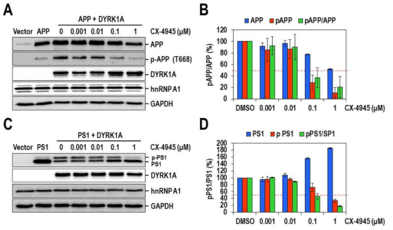 세포수준에서 CX-4945의 DYRK1A 억제효과. (A) CX-4945처리에 의한 APP 단백질의 인산화 감소. (B) APP 및 p-APP(T668) 단백질 인산화 정량 그래프. (C) CX-4945처리에 의한 PS1 인산화 감소 (D) PS1 및 p-PS1 단백질 인산화 정량 그래프
