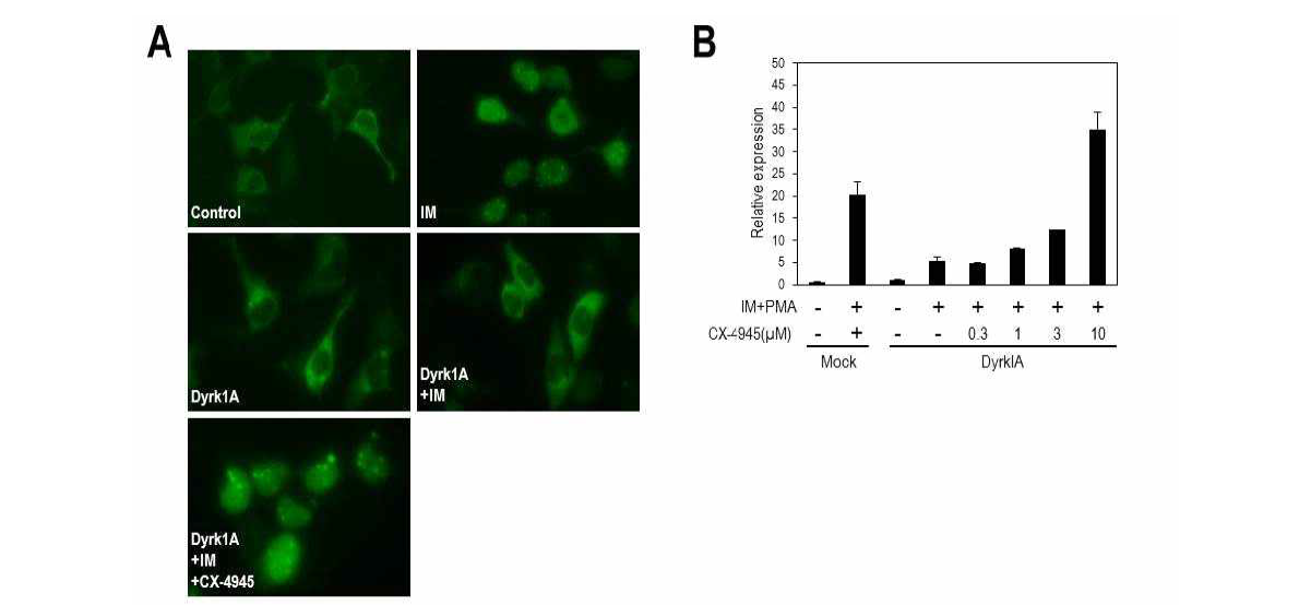 CX-4945에 의한 NFAT 신호전달 조절효능 (A) NFATc 단백질의 세포내 위치변화. Calcium influx를 유도하는 ionomycin (IM)을 처리하면 NFATc가 핵내로 이동하게 되는데, 이때 DYRK1A를 과발현하게 되면 NFATc가 세포질에 머무르게 됨. 이 조건에 CX-4945를 처리하게 되면 DYRK1A 억제효능에 의해서 NFATc가 핵내에 머무르게 됨이 뚜렷하게 관찰됨. (B) 동일한 조건에서 NFATc에 의한 전사활성을 luciferase 리포터를 이용해서 확인함. calcium influx에 의해서 증가된 NFATc의 전사활성이 DYRK1A 과발현에 의해서 1/4로 감소함. 이때 CX-4945를 처리하게 되면 농도에 의존하는 방식으로 NFATc의 전사활성이 증가됨이 확인됨