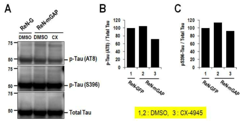 CX-4945에 의한 Tau 인산화 억제 효능. (A) 돌연변이 APP, PS1을 발현하는 neural progenitor cell에 CX-4945를 처리한 후 Western blotting으로 분석한 Tau S202/T205 및 S396의 인산화 (B) 정량한 S202/T205의 인산화를 DMSO로 보정한 결과 (C) 정량한 S396의 인산화를 보정한 결과