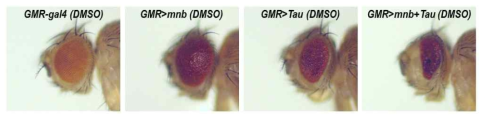 minibrain/Tau을 초파리 눈 특이적으로 과발현 했을 때 관찰되는 발달 결함