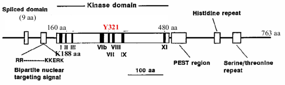 DYRK1A 단백질의 구조. N-terminal 에 nuclear localization signal 이 있어 발현된 단백질은 핵으로 이동 후 기능을 수행하며 kinase domain (160-480 aa) 에 ATP binding site, K188 과 자가인산화 site, tyrosine(Y)-321 residue 가 위치 함. 단백질의 분해에 관여하는 PEST domain 과 기능이 알려지지 않은 13개의 histidine 과 ser/thr repeats 이 C-terminal 에 있음