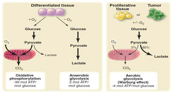 정상세포와 암세포의 당대사 차이. 정상세포는 미토콘드리아를 통해 효율적으로 ATP 생성. 빨리 증식하는 암세포는 해당 작용을 통해 비효율적으로 ATP 생성