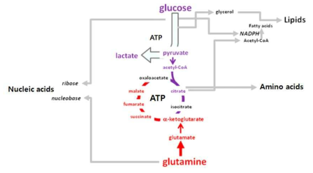 Glucose와 Glutamine 대사 과정에서 만들어지는 macromolecular building blocks. 암세포는 미토콘드리아 산화과정을 감소시키고 glycolysis와 TCA cycle을 통해 세포분열에 필요한 재료를 만든다. Glucose만 풍부하다면 에너지는 glycolysis 과정에서 생성되는 ATP로도 충분함