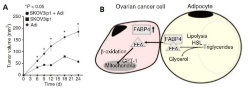 난소암 세포(SKOV3)를 지방세포와 함께 이식(xenograft)하였을 더 빠른 성장속도를 보임(A). 난소암 세포는 FABP4를 통해 지방세포로부터 Fatty acids를 착취함. 이 Fatty acids는 beta-oxidation을 통해 미토콘드리에서 에너지를 생성하는데 쓰임
