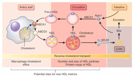 HDL에 의한 콜레스테롤 역수송 모식도