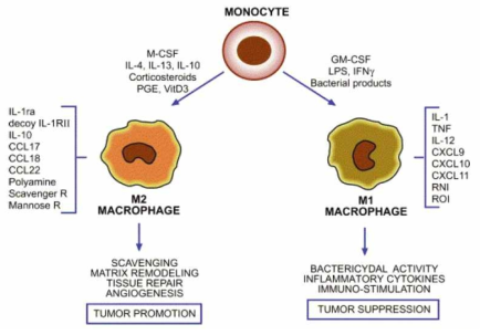 대식세포는 싸이토카인의 작용에 따라 서로 다른 2가지 기능의 대식세포로 분화됨. 이 중 M2 대식세포는 저산소 환경으로 이동하여 조직 재형성과 신생혈관 형성에 기여하여 암의 성장을 촉진함. 특히 M2 대식세포에 Scavenger Receptor에 있음에 주목함