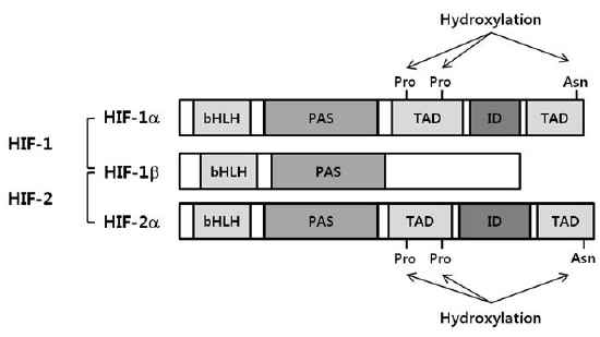 HIF의 구조 및 주요 조절 도메인