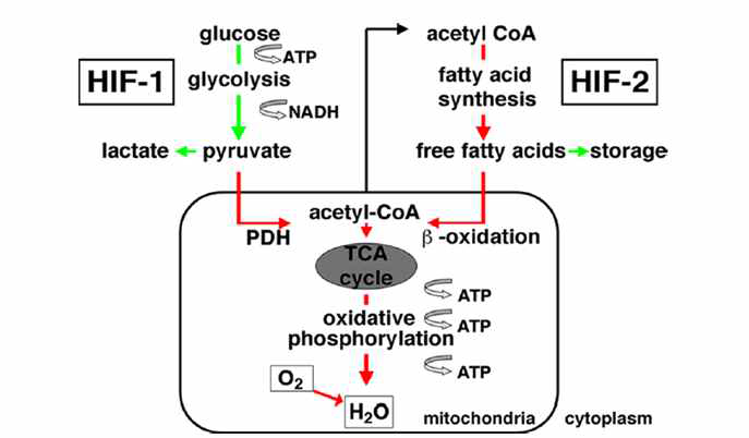 Metabolic functions of HIF-1 and HIF-2. Red arrow for inhibition; Green arow for activation