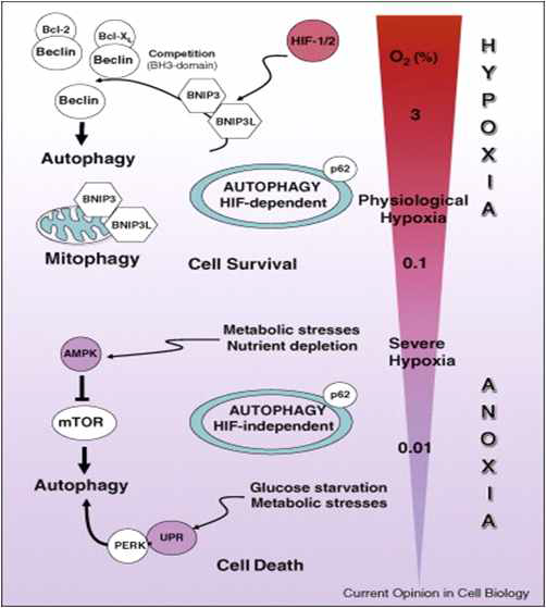 Autophagy pathways under hypoxia