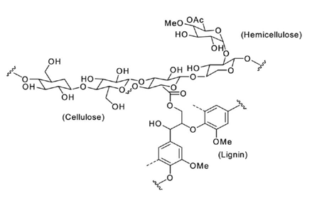 종이기록물의 주요성분 (Cellulose, Hemicellulose, Lignin)