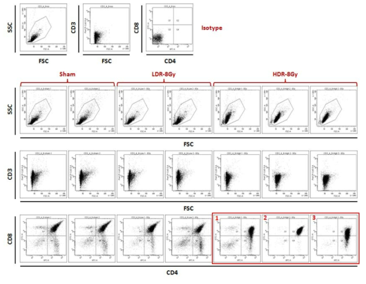 방사선이 조사된 암컷 생쥐의 thymocyte의 면역 분석