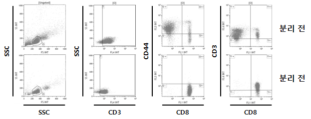 Splenocyte에서 Naive CD8+ T cell의 분리
