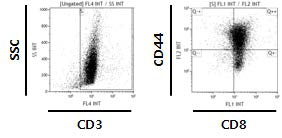 CD3 & CD28 항체(Microbead)에 의한 CD8+ T cell의 activation
