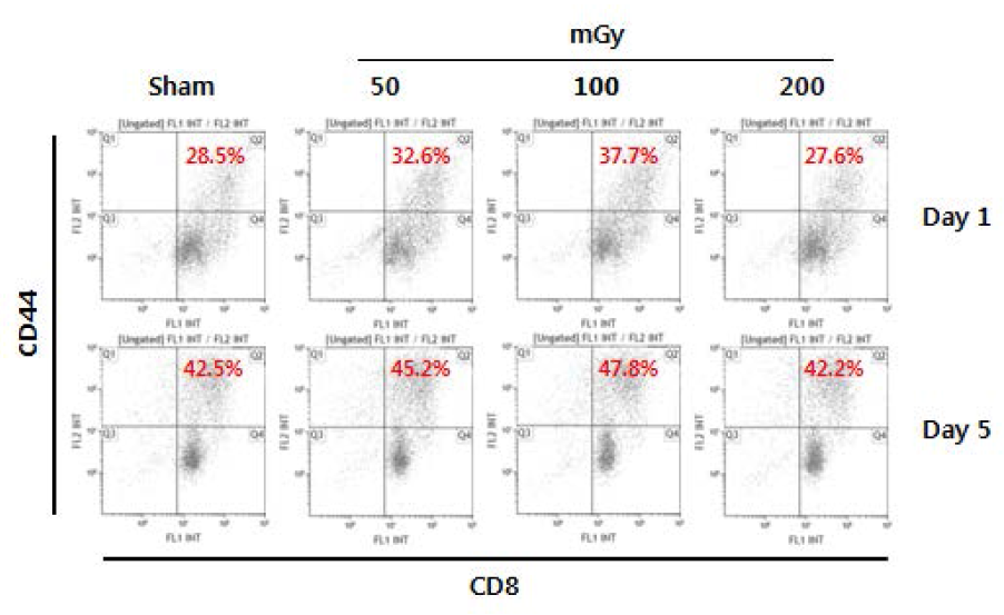 CD3/CD28 Microbead에 의한 CD8+ T cell의 activation중 Surface marker의 변화