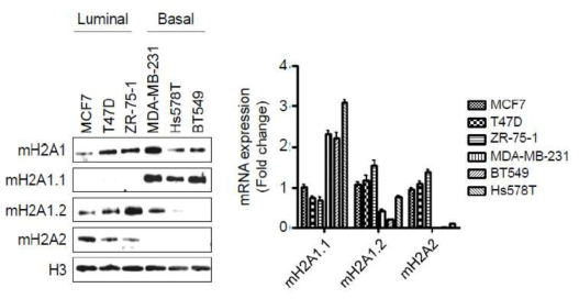 타입별 유방암 세포주들에서 mH2A 이소형들의 발현 패턴 분석