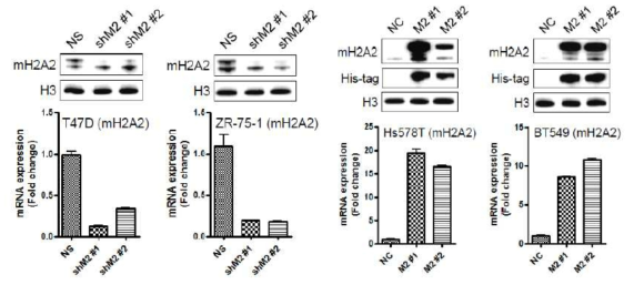mH2A2의 발현을 인위적으로 조절한 유방암 세포주들에서 효율 확인