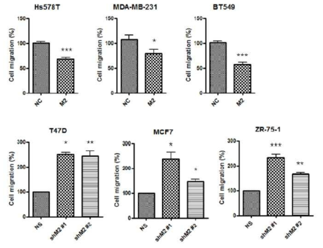 mH2A2의 발현을 인위적으로 조절한 유방암 세포주에서 이주능 확인