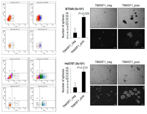 유세포 분석기를 이용하여 TM4SF1-positive 세포와 negative 세포를 분리하여 구 형성능 조사