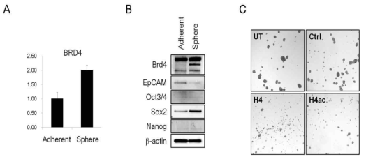 줄기세포 특성이 유도된 tumorsphere의 BRD4의 발현 변화와 히스톤 H4 펩타이드의 sphere 형성능 저해 효과