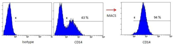 정상 마우스의 골수에서 CD14 발현 세포의 분리