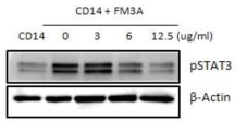 CD14 발현 세포에서 Rg3 처리에 의한 STAT3 활성화 확인