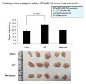 ER-negative MDA-MB-231 유방암 세포주에서 혈소판에 의한 종양 생성능 증가