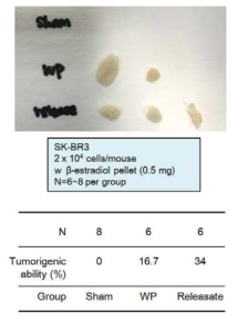 ER-positive SK-BR3 유방암 세포주에서 혈소판에 의한 종양 생성능 증가
