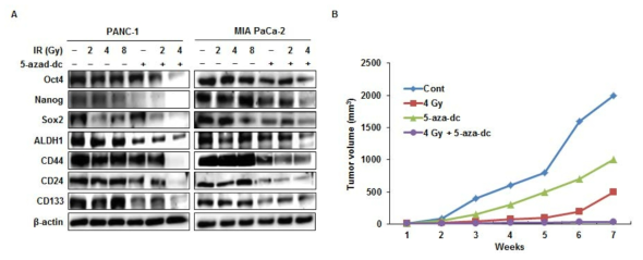 췌장암세포에서 방사선과 5-aza-DC의 병용 처리에 의한 종양줄기세포 생존관련 인자의 발현 감소 및 종양 생성 억제 효과