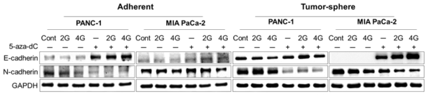 방사선과 5-aza-DC의 병용 처리에 의한 췌장암세포의 EMT marker 단백질 발현의 변화