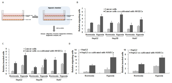저산소 환경에서 혈관내피세포가 종양세포의 악성화관련 후성유전학적 변화에 미치는 영향 연구를 위한 연구 시스템 확립