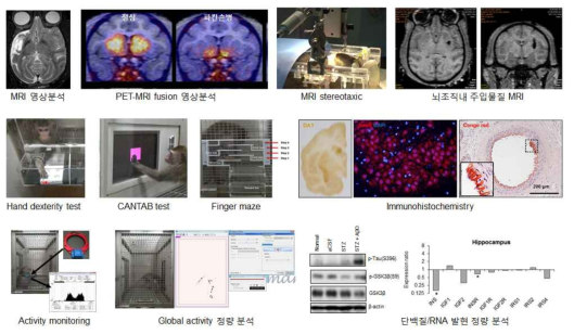 영상의학적/행동학적/조직병리학적 평가 기술을 활용한 뇌질환 모델의 측정 결과와 비교분석