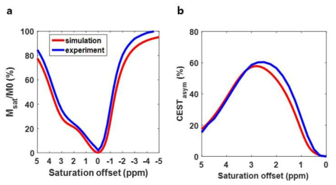 GluCEST 실험결과 검증을 위한 시뮬레이션 결과와의 비교. (a) 글루타메이트 팬텀으로부터 실험적으로 얻은 z-스펙트럼(파란색)과 Bloch-McConnell 시뮬레이션으로부터 얻은 z-스펙트럼(빨간색). (b) 글루타메이트 팬텀으로부터 실험적으로 얻은 MTRasym 스펙트럼(파란색)과 Bloch-McConnell 시뮬레이션으로부터 얻은 MTRasym 스펙트럼(파란색)