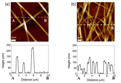 은 나노선의 AFM 이미지 (a) 스핀코팅된 은 나노선 투명전극, (b) 전기도금된 은 나노선 투명전극